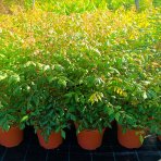 Jaseňovec metlinatý (Koelreuteria paniculata) – výška 50-70 cm, kont. C5L 